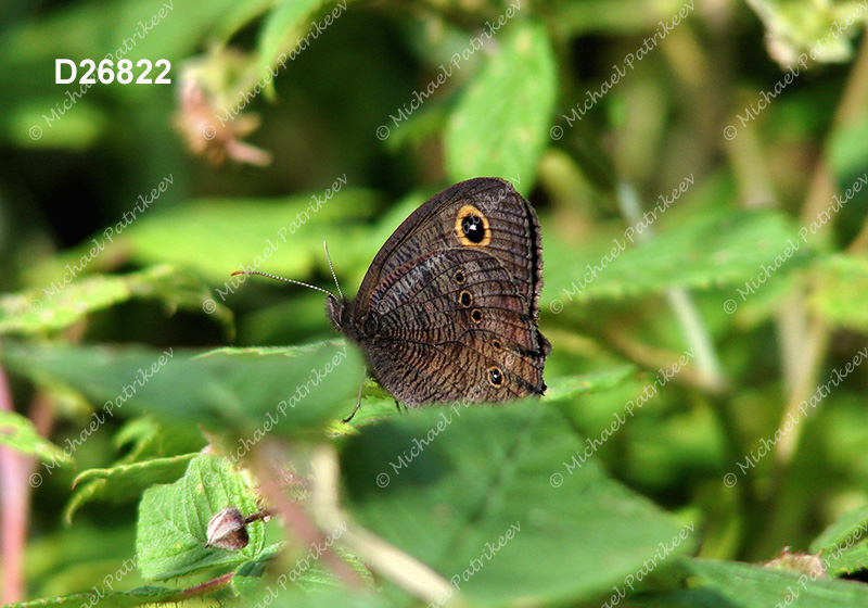 Common Wood-Nymph (Cercyonis pegala)